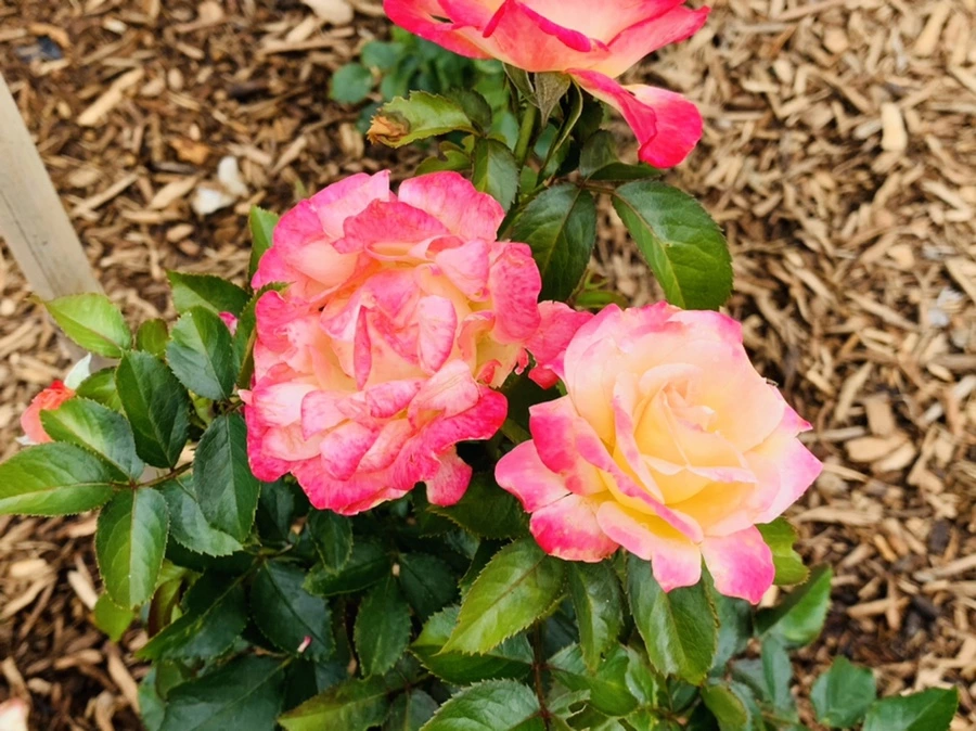 IMG_0388.jpg?type=w966