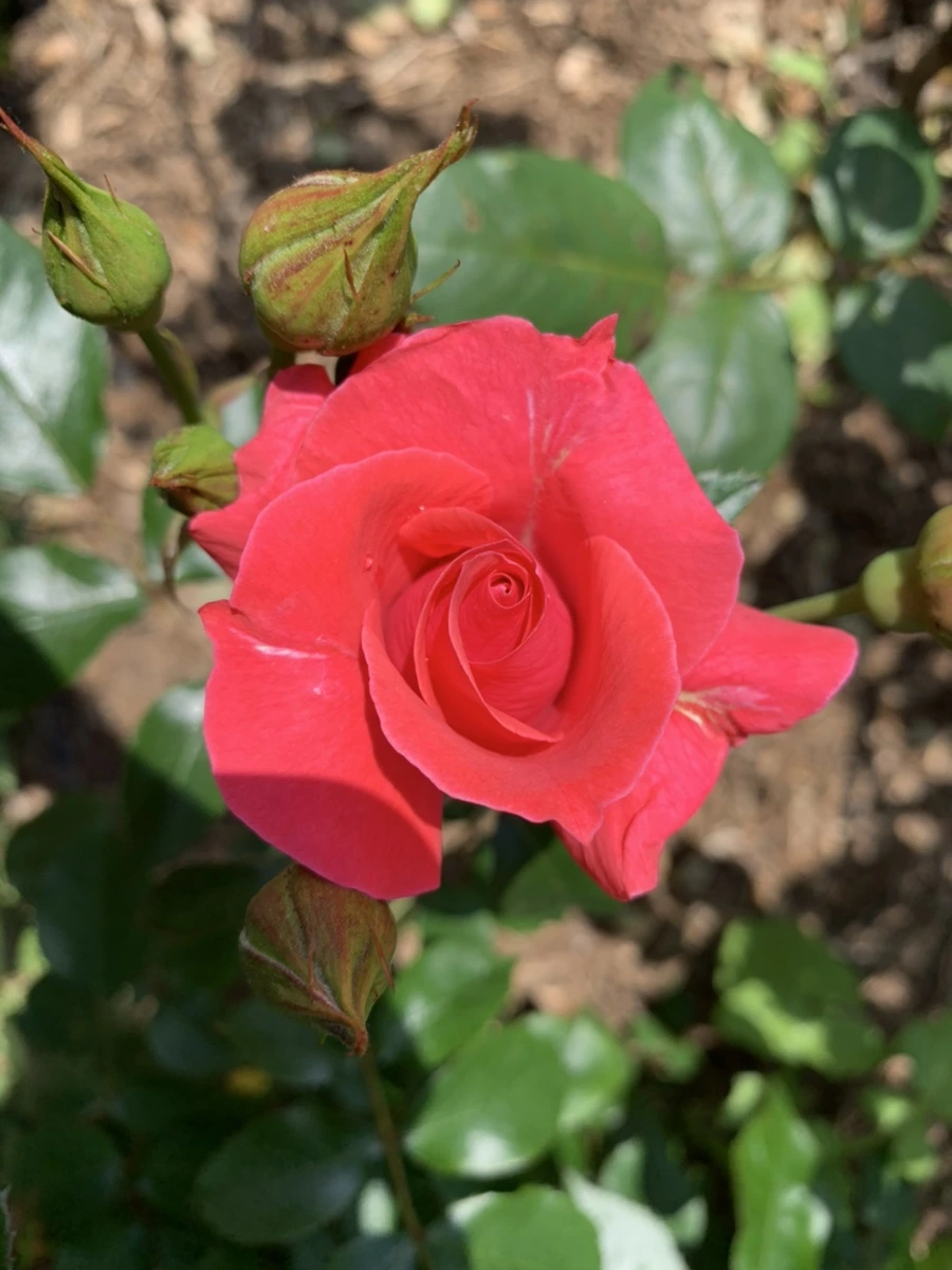 IMG_4270.jpg?type=w966