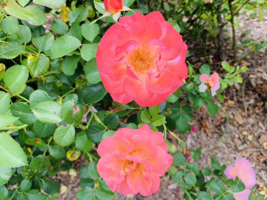 IMG_5044.jpg?type=w966