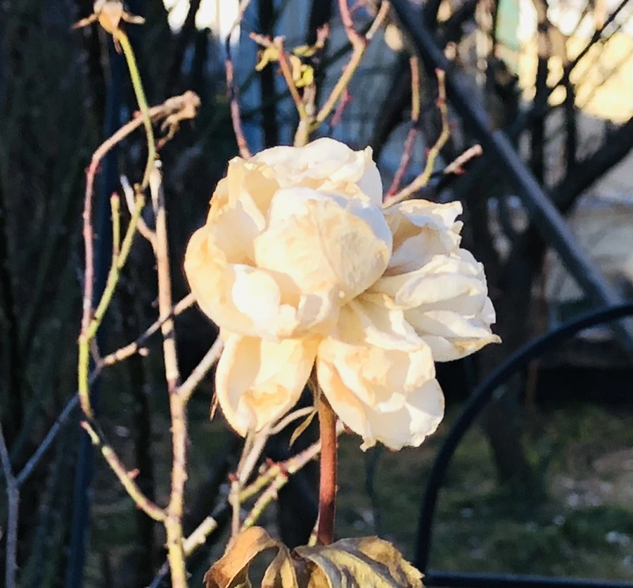 IMG_1181.jpg?type=w966