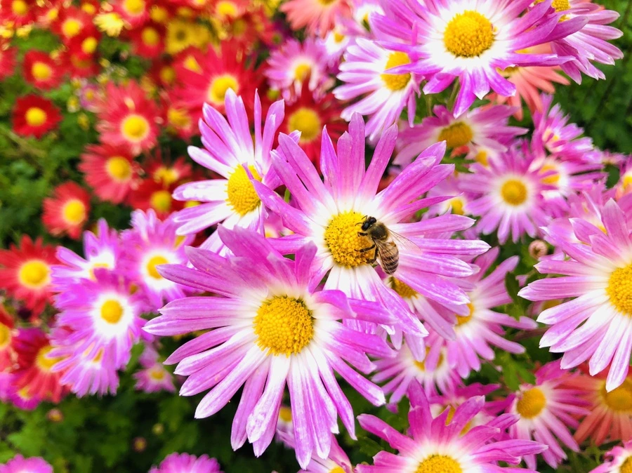 IMG_2506.jpg?type=w966