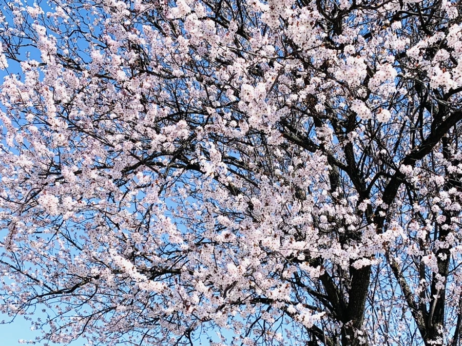 IMG_7939.jpg?type=w966