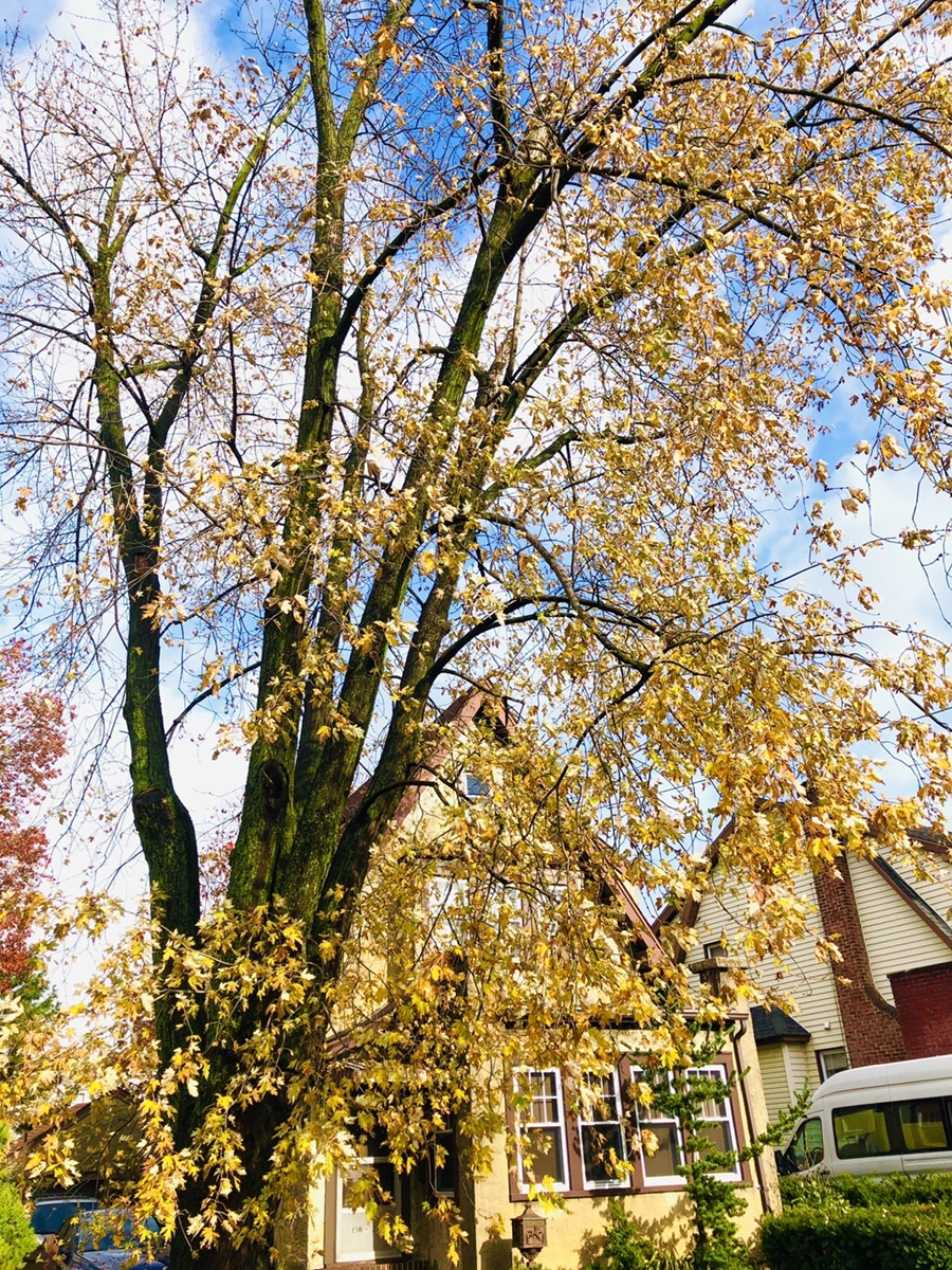 IMG_5430.jpg?type=w966