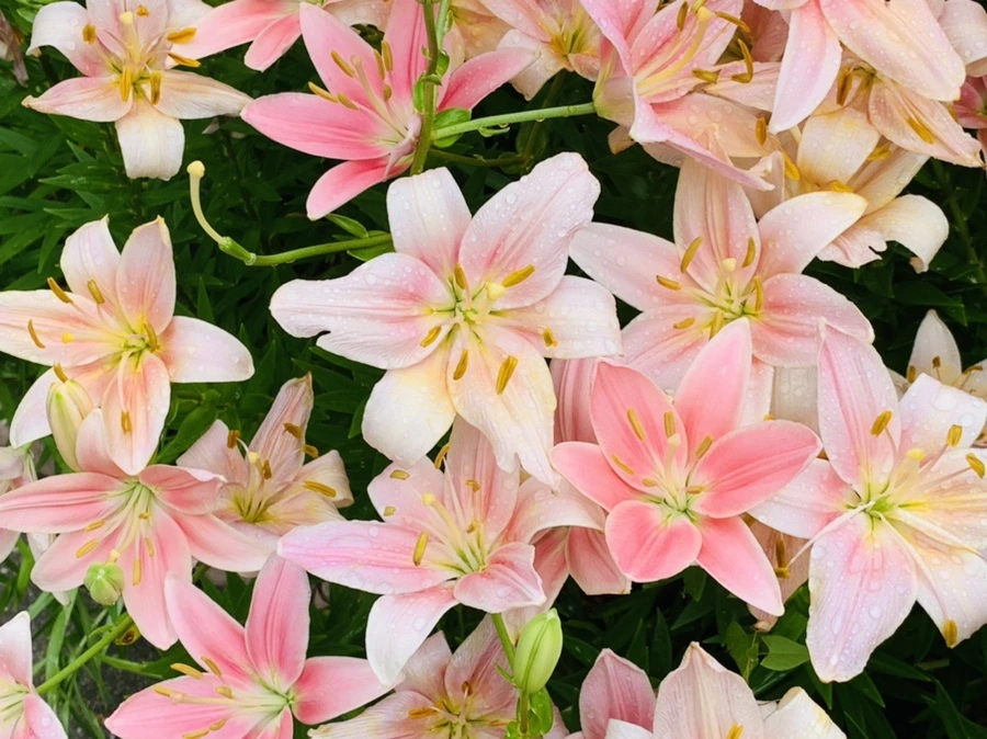 IMG_9004.jpg?type=w966