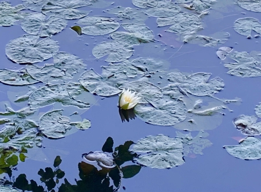 IMG_4323.jpg?type=w966