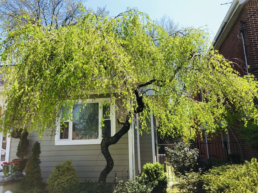 IMG_3487.jpg?type=w966