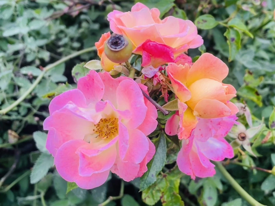 IMG_0153.jpg?type=w966