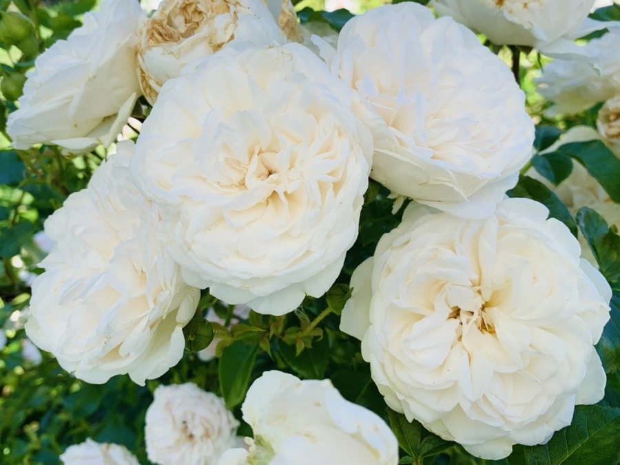 IMG_3076.jpg?type=w966