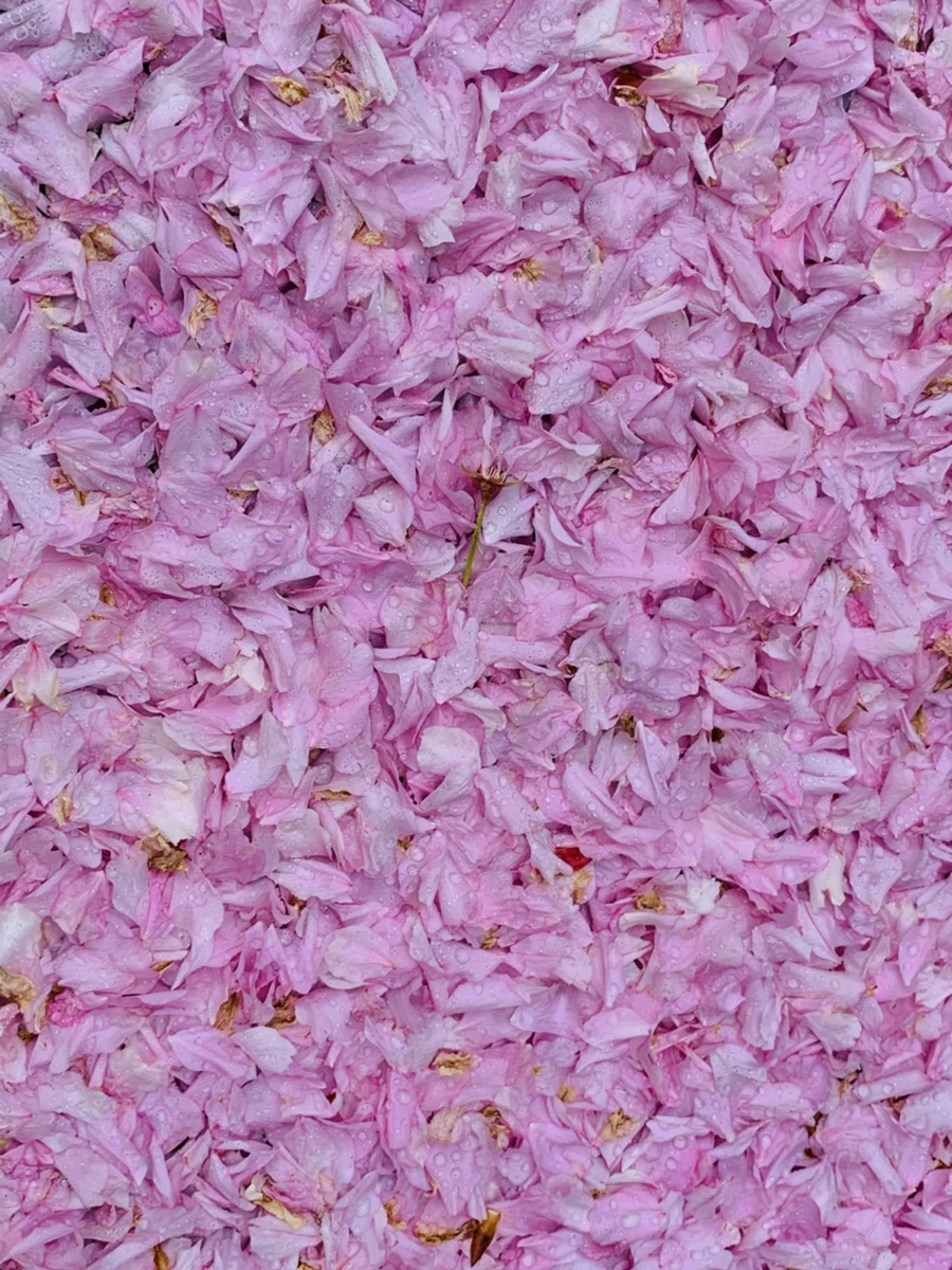 IMG_7262.jpg?type=w966