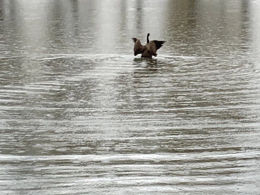 IMG_2109.jpg?type=w966