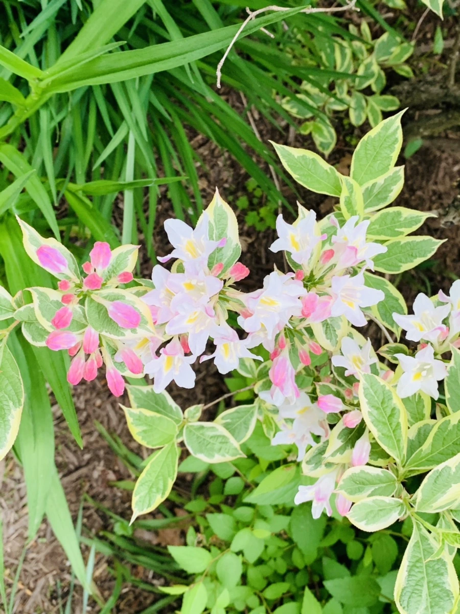 IMG_0910.jpg?type=w966