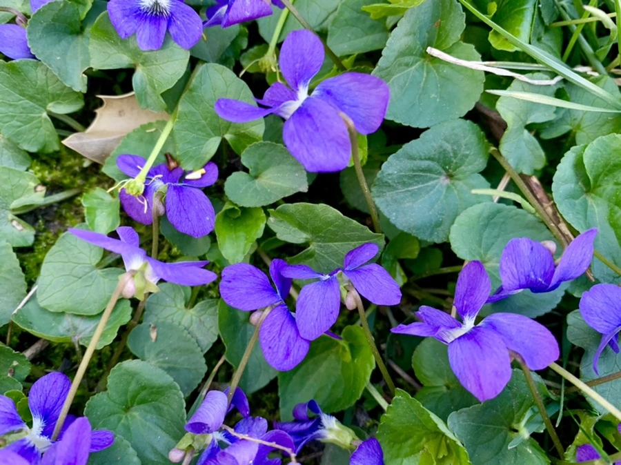 IMG_4106.jpg?type=w966