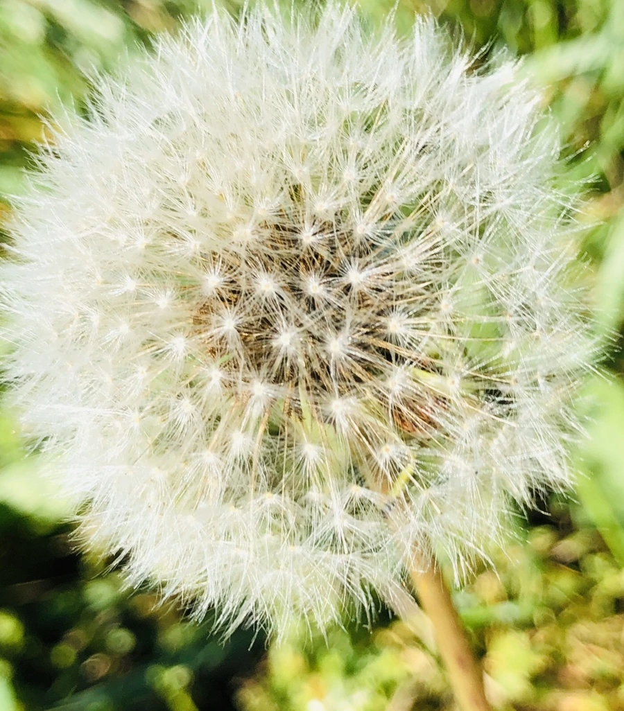 IMG_8438.jpg?type=w966