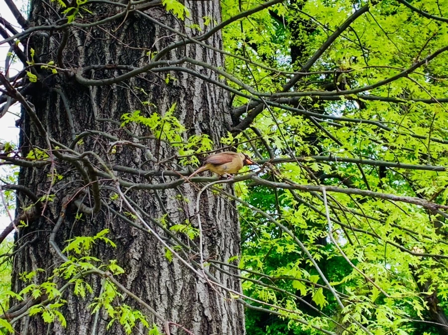 IMG_8755.jpg?type=w966