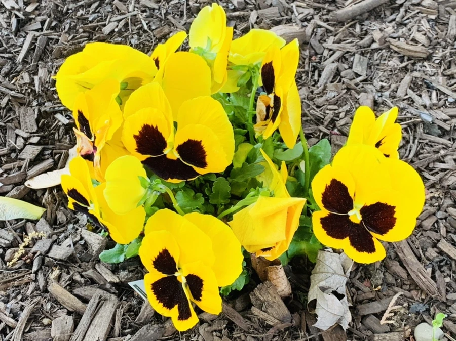 IMG_2118.jpg?type=w966