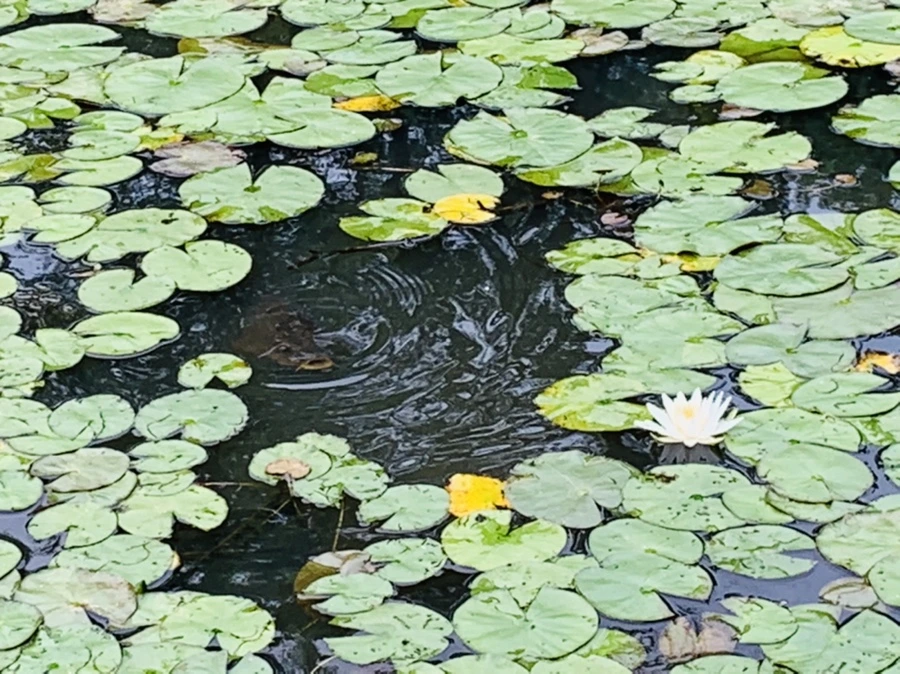 IMG_1528.jpg?type=w966