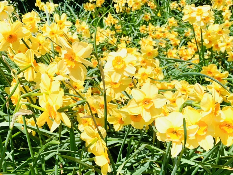 IMG_4795.jpg?type=w966