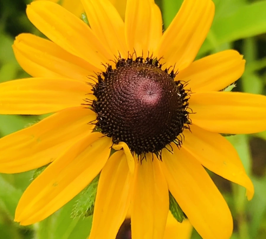 IMG_6853.jpg?type=w966