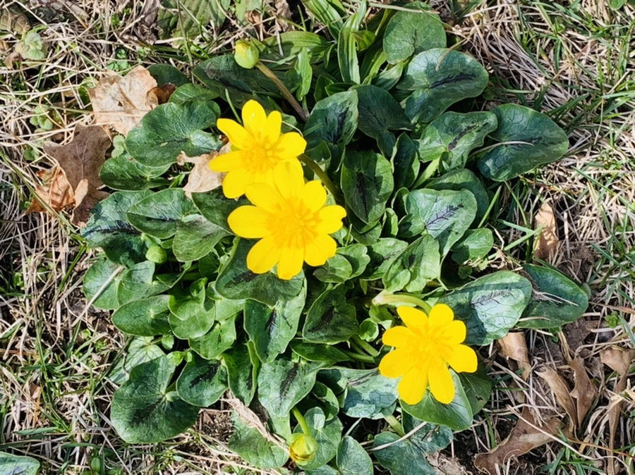 IMG_3432.jpg?type=w966