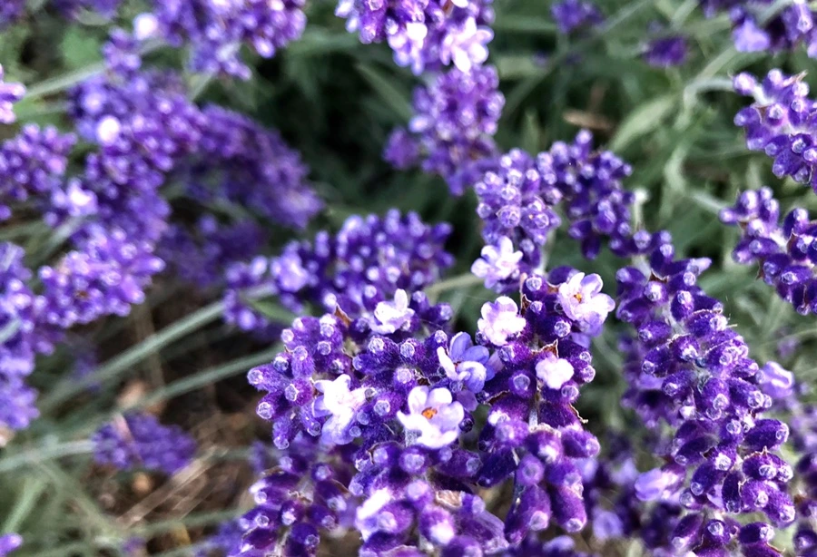 IMG_8515.jpg?type=w966