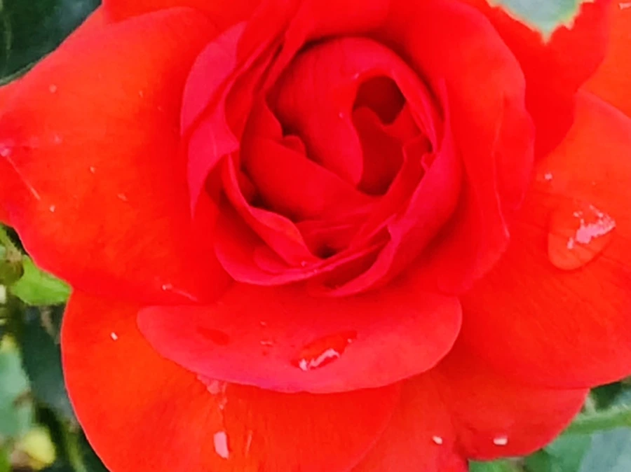 IMG_6934.jpg?type=w966