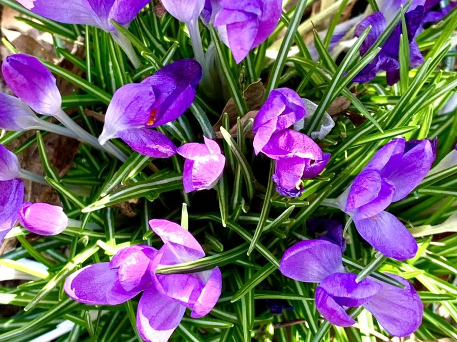 IMG_1481.jpg?type=w966