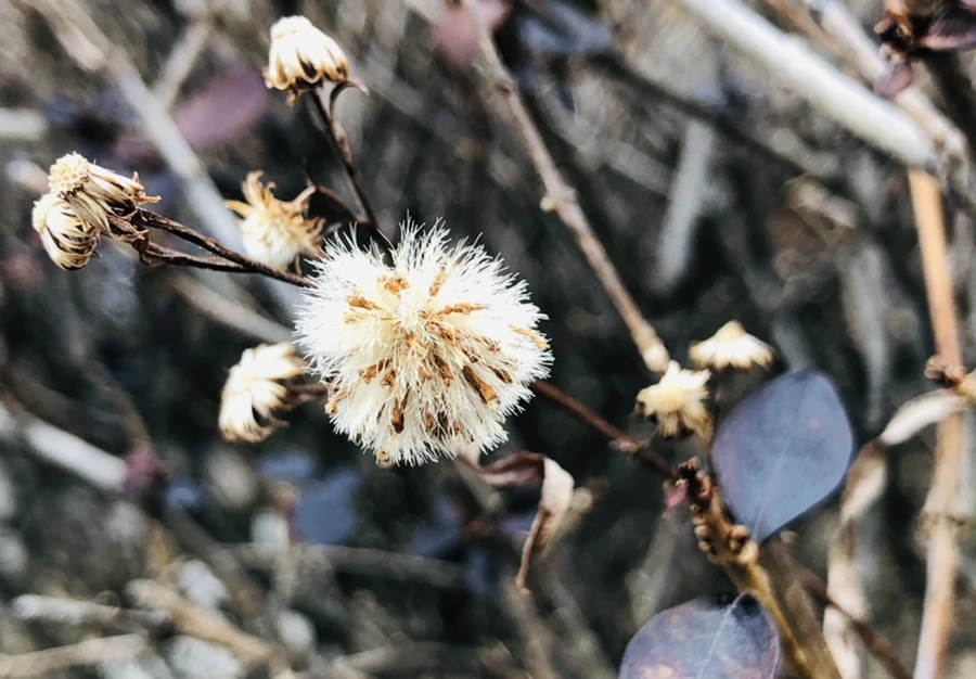 IMG_8166.jpg?type=w966