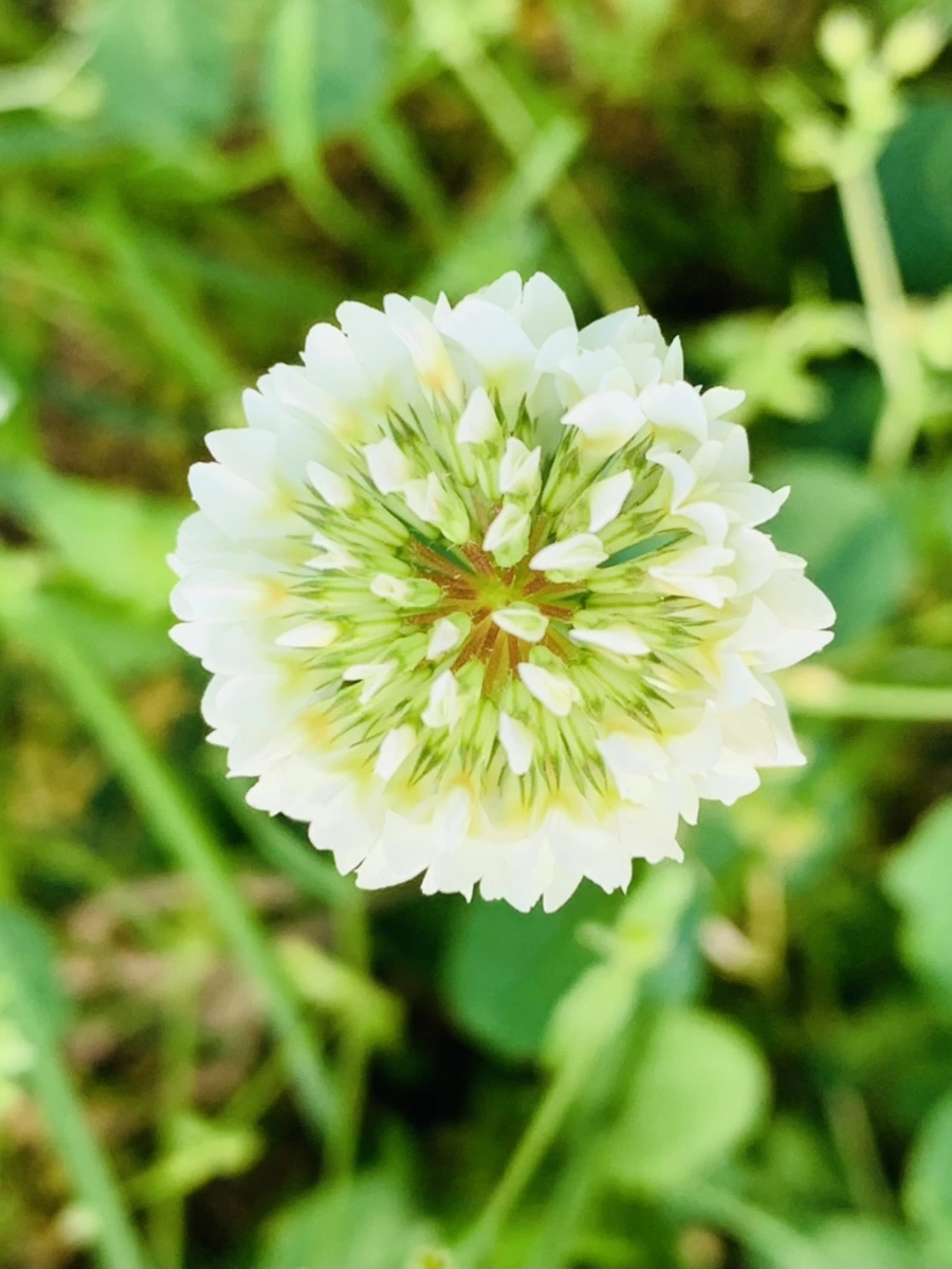 IMG_4591.jpg?type=w966