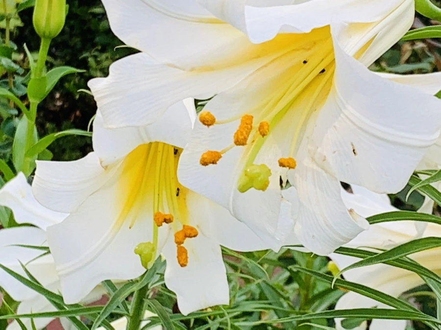 IMG_5645.jpg?type=w966