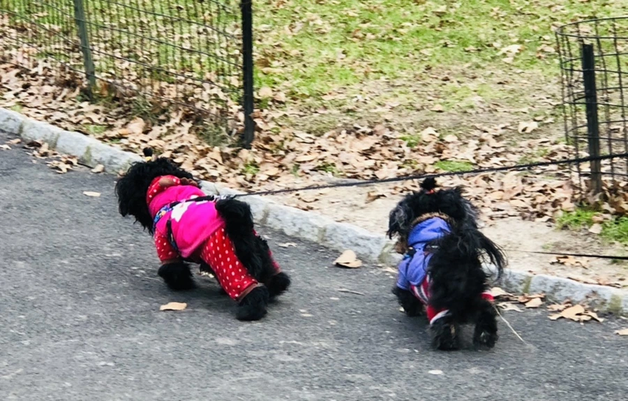 IMG_2418.jpg?type=w966