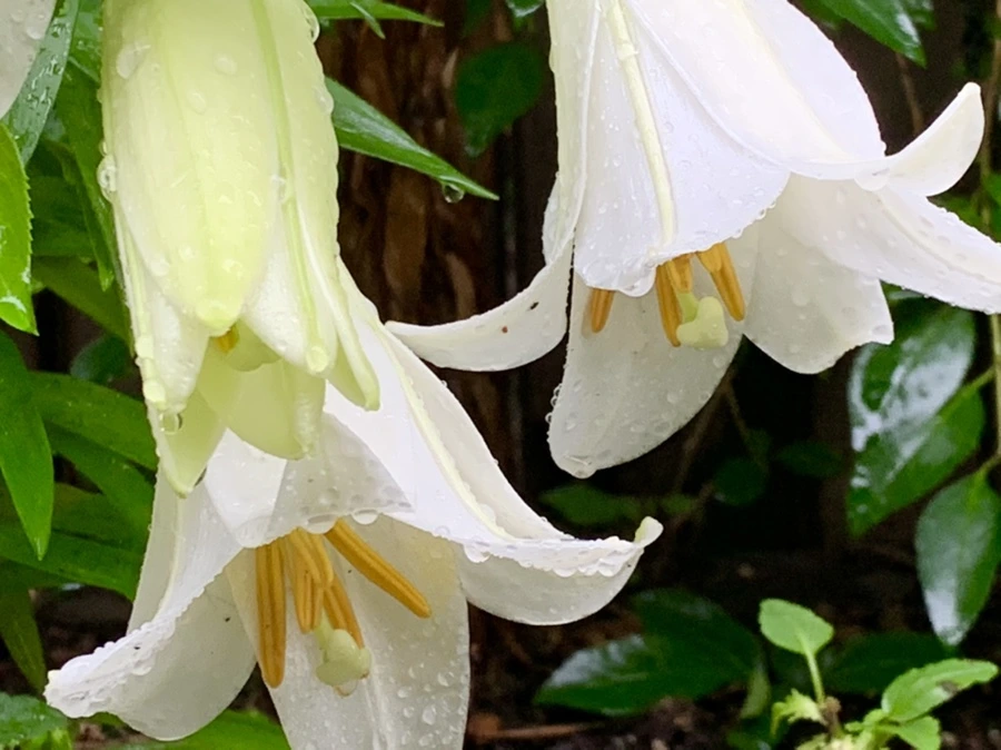 IMG_0091.jpg?type=w966