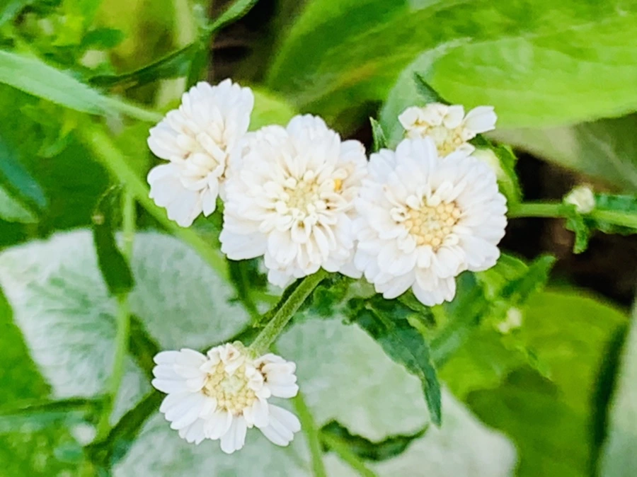 IMG_9420.jpg?type=w966