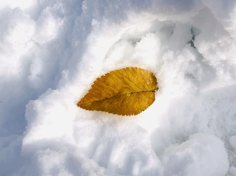 IMG_7063.jpg?type=w966