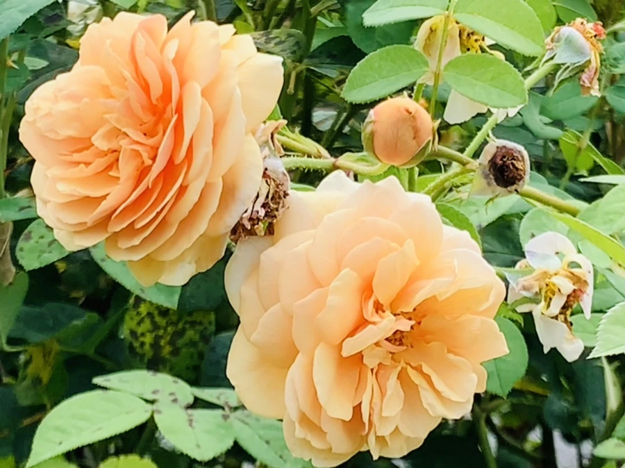 IMG_4982.jpg?type=w966