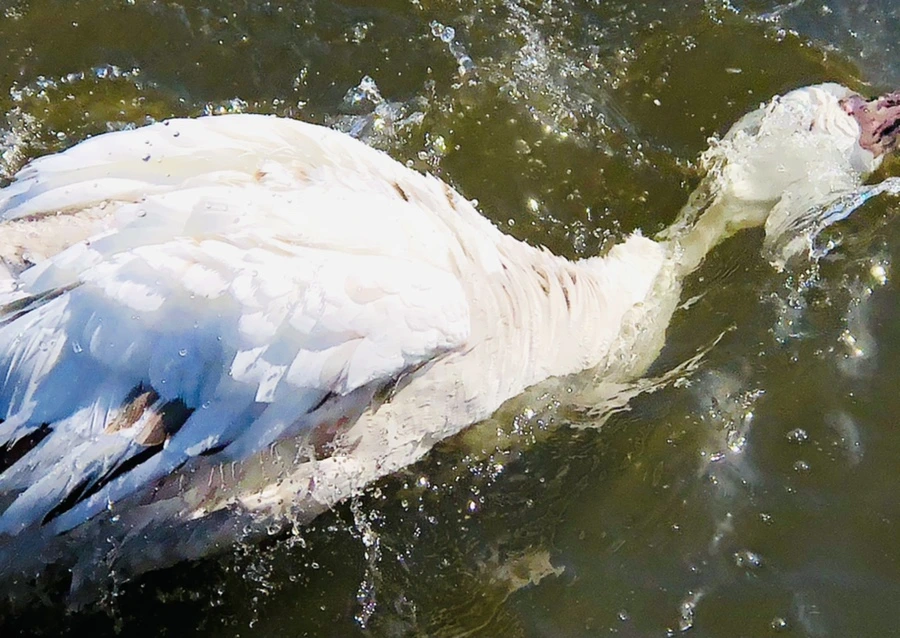 IMG_5386.jpg?type=w966