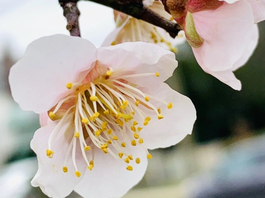 IMG_1680.jpg?type=w966