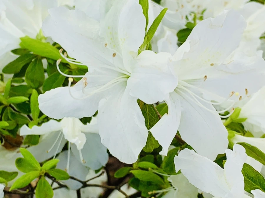 IMG_0434.jpg?type=w966