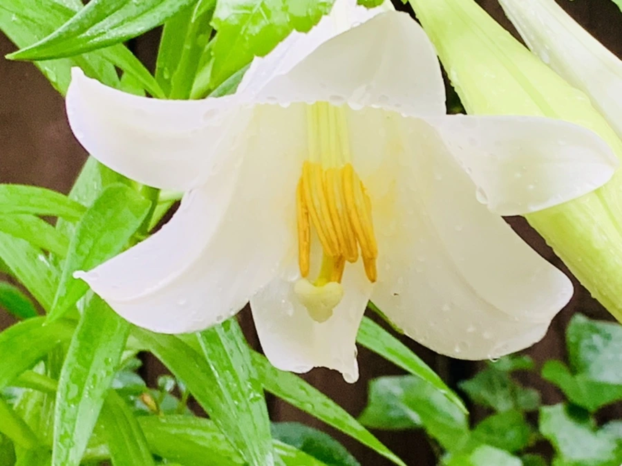 IMG_0109.jpg?type=w966