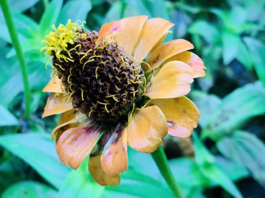 IMG_3669.jpg?type=w966