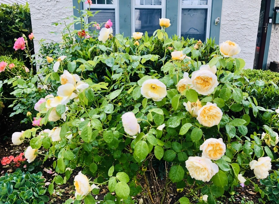 IMG_8148.jpg?type=w966