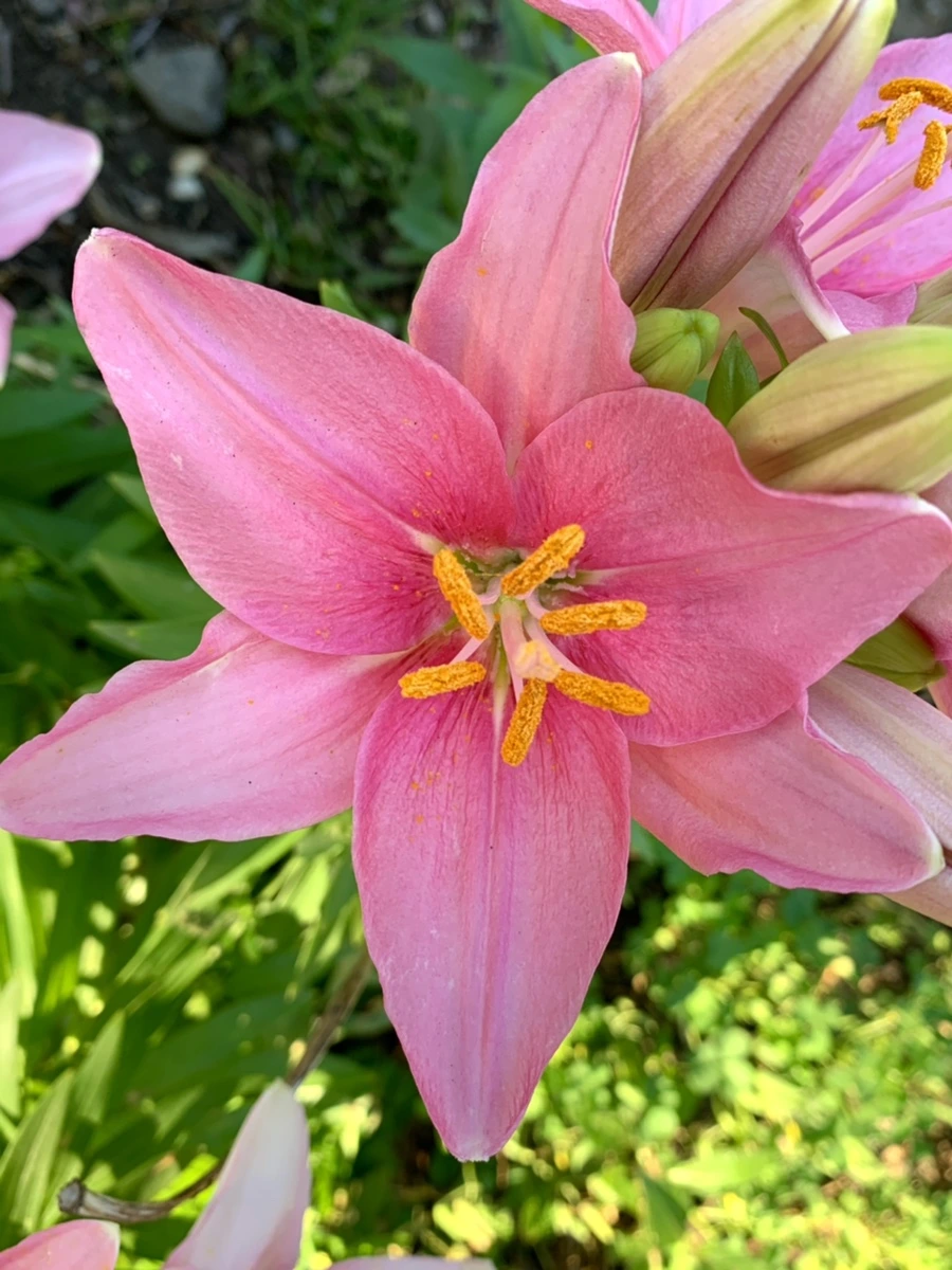 IMG_3030.jpg?type=w966