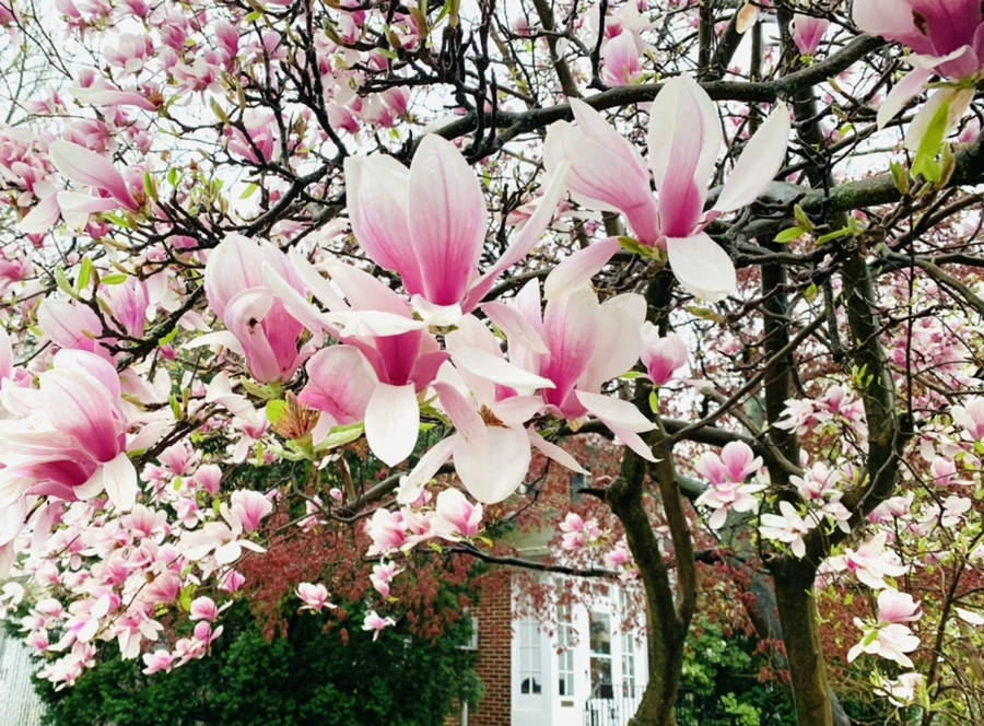 IMG_2339.jpg?type=w966