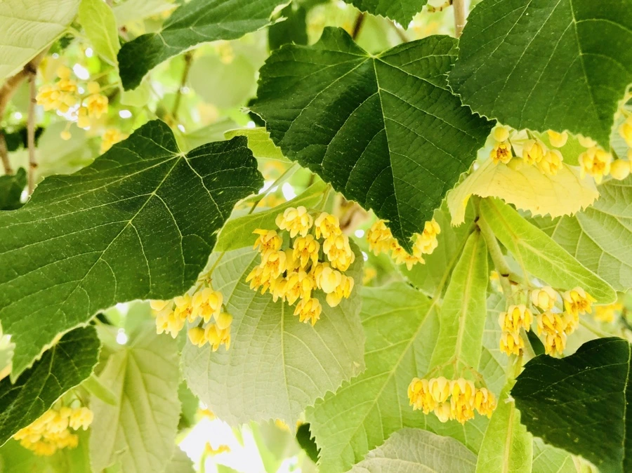 IMG_0568.jpg?type=w966