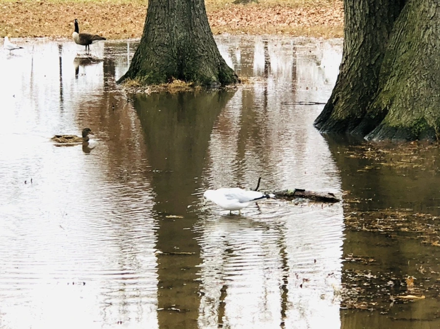 IMG_9399.jpg?type=w966