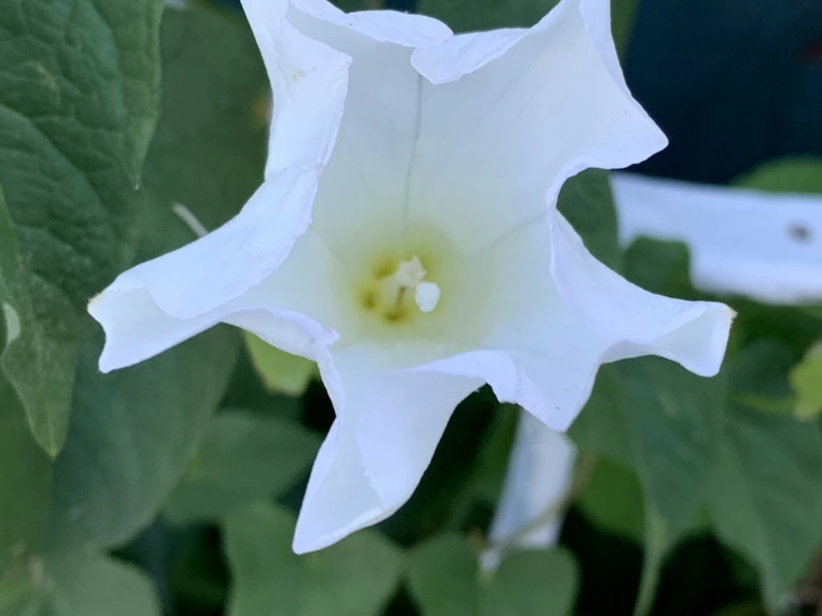 IMG_6228.jpg?type=w966