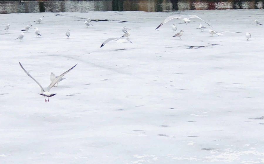 IMG_6516.jpg?type=w966