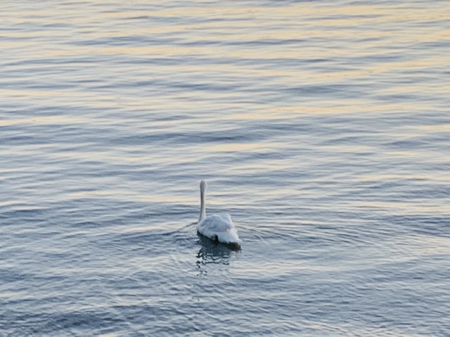 IMG_9488.jpg?type=w966