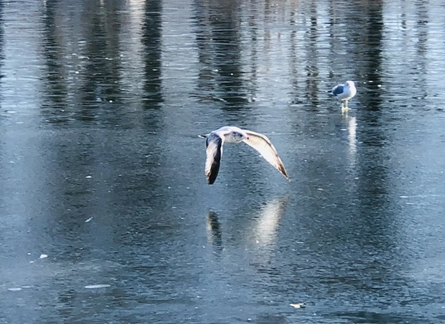 IMG_7791.jpg?type=w966