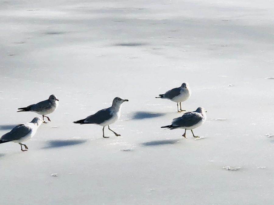 IMG_0332.jpg?type=w966