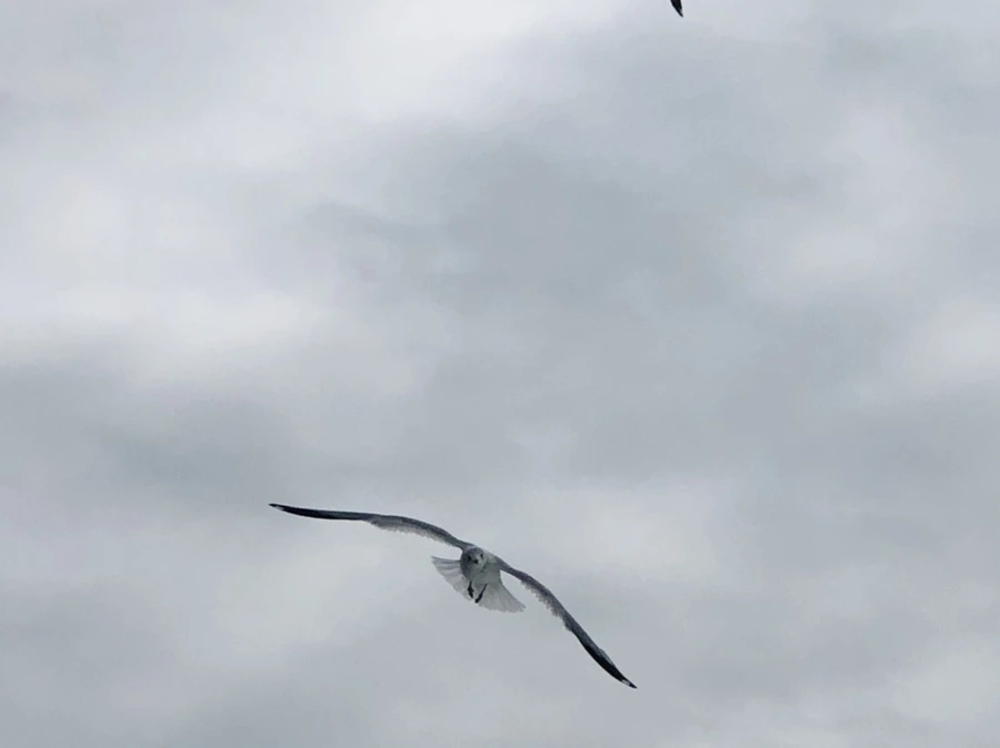 IMG_2488.jpg?type=w966